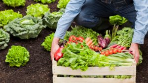 Alimentos Orgânicos